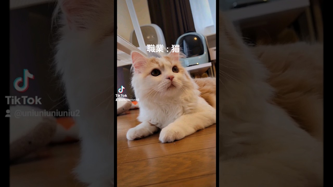 【子猫】プロフェッショナルな猫 #ラガマフィン #猫動画 #cat #子猫 #shorts