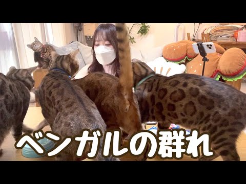ナナのケーキ作ってたらベンガルの群れに襲われました