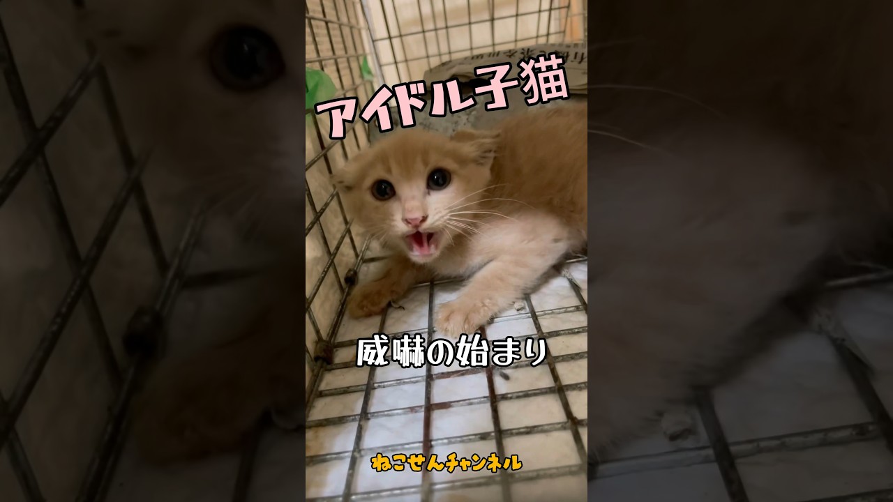 【アイドル猫 威嚇】保護した新入り子猫はアイドル的存在✨激しい威嚇子猫のミル君編 / rescued a kitten