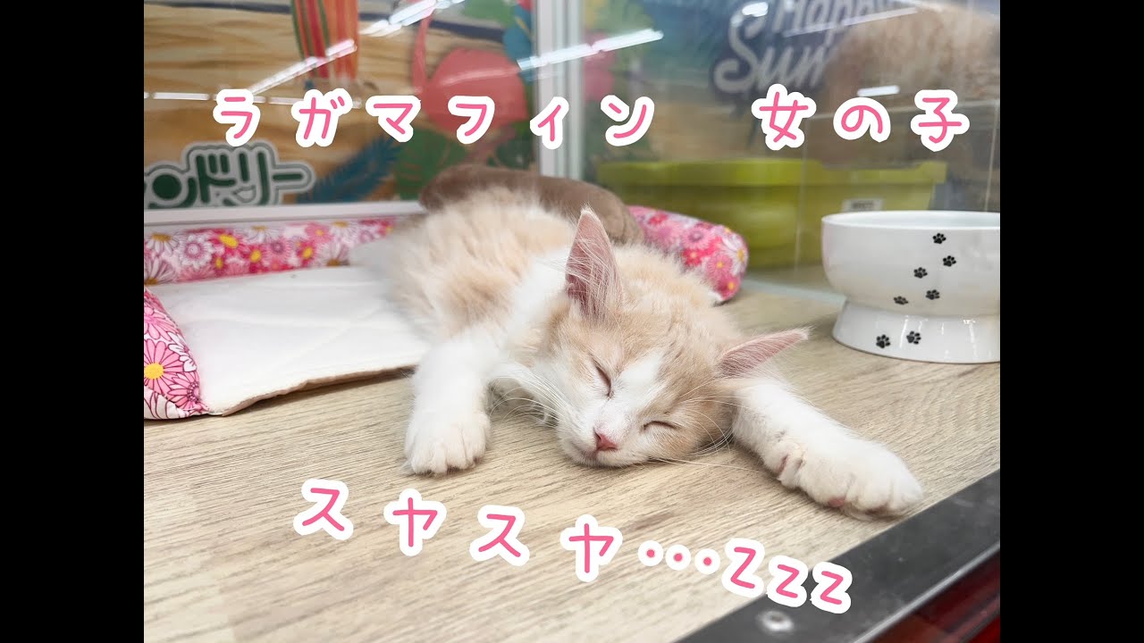 【ひごペットフレンドリー】【東淀川】ラガマフィンの女の子　はじめてのハンモック♪