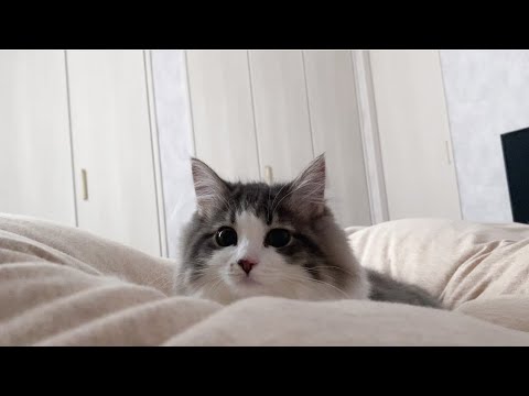 寝室で飛び回る毛玉子猫がこちらです【ノルウェージャンフォレストキャット】