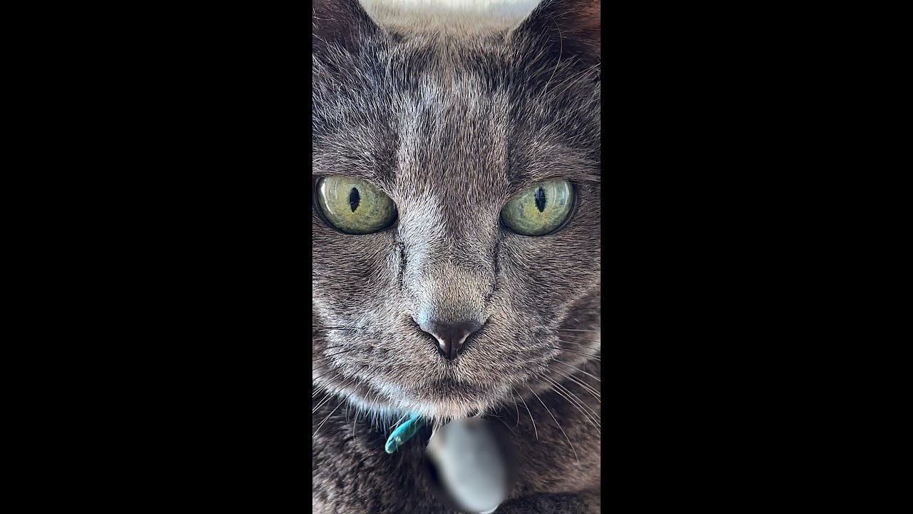 灰色の猫のアップ