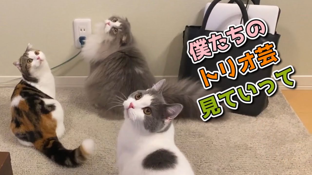 【猫の芸】スコティッシュフォールドとブリティッシュショートヘアのシンクロチーム芸をご覧あれ！