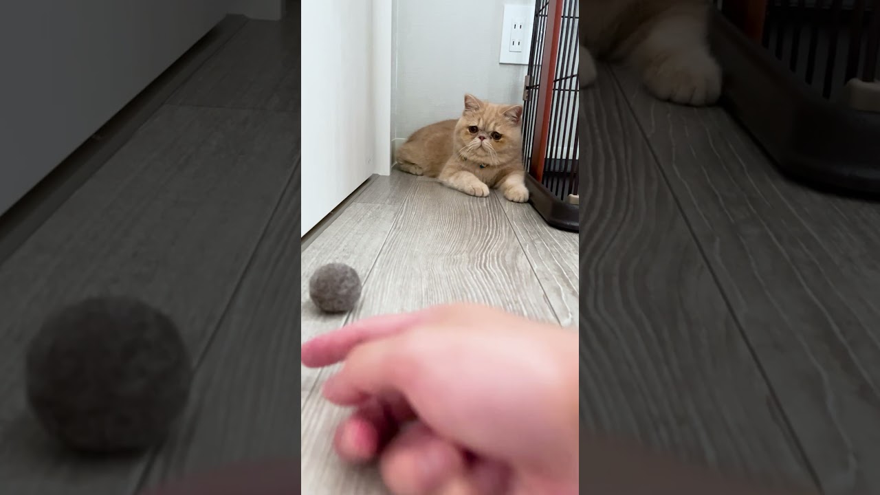 天才かもしれない…🐈 #shorts 【エキゾチックショートヘア/マンチカン】