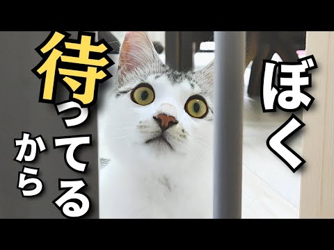 【元保護猫】子猫は甘えん坊すぎて主のストーカーになります。