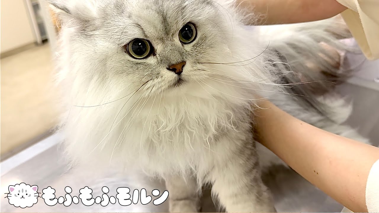 暑がりな猫が挑む真夏のワクチン接種 【サイベリアン】