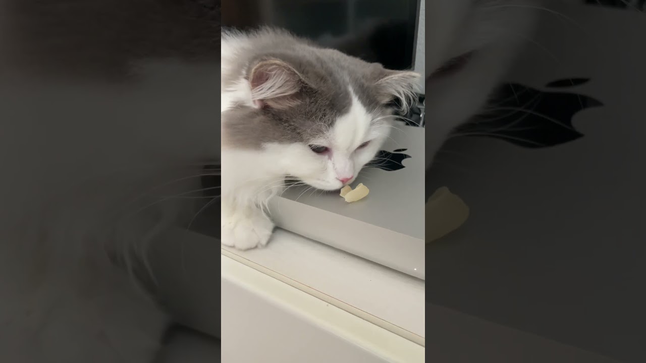 食いしんぼう😂 #cat #ragamuffin #ラガマフィン #猫 #食いしん坊