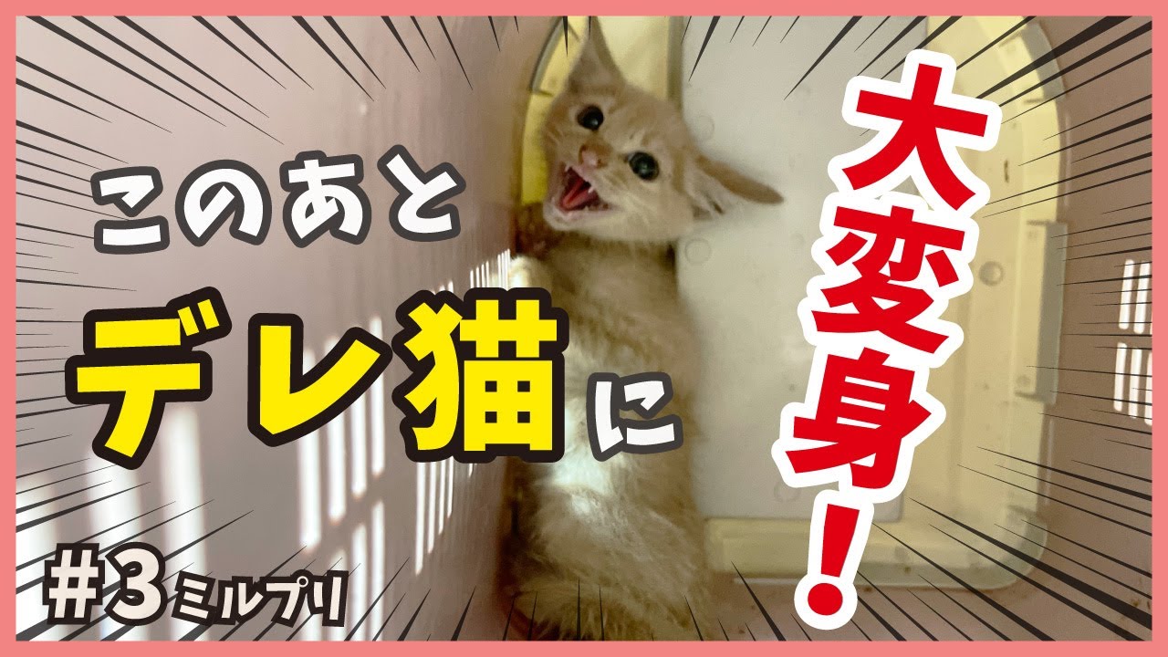 【威嚇からの秒デレ】保護した威嚇バリバリの子猫が甘えん坊に？【アイドル猫・ミルプリ3】/ cute kittens are idols
