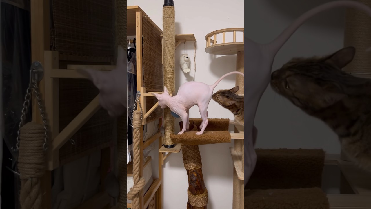 猫のフレーメン反応w【ベンガル猫】