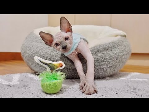 子猫が横着な遊び方をマスターしました【スフィンクス猫】
