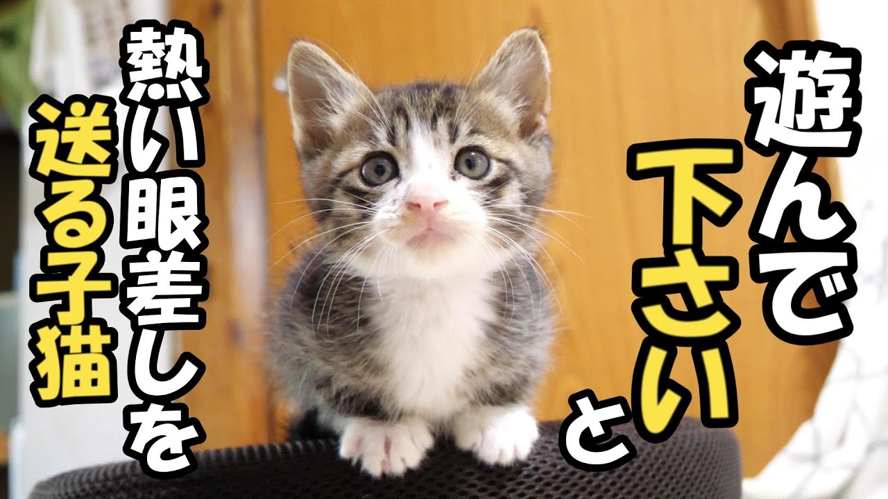 眠たい子猫が遊びたい子猫に巻き込まれ事故【赤ちゃん猫　保護猫】