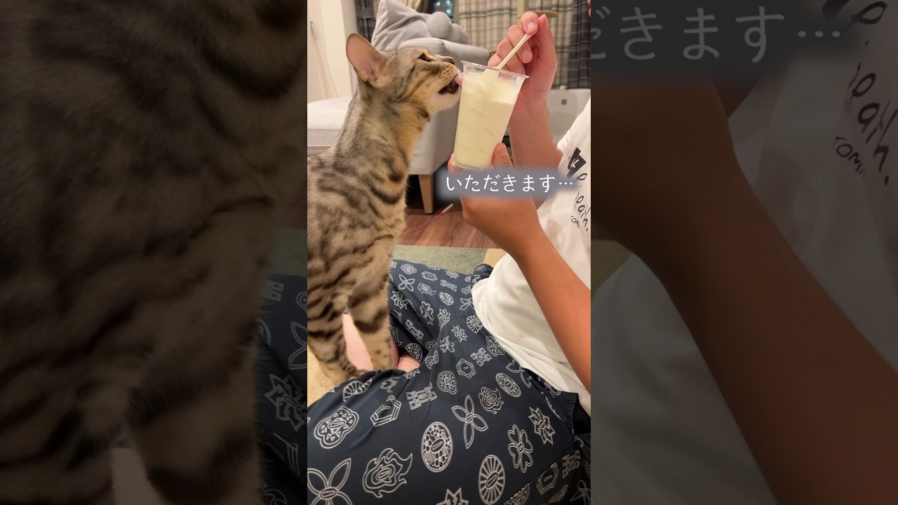 アイスを盗み食いした気持ちになっている猫　#ベンガル #ルトロゼ #猫