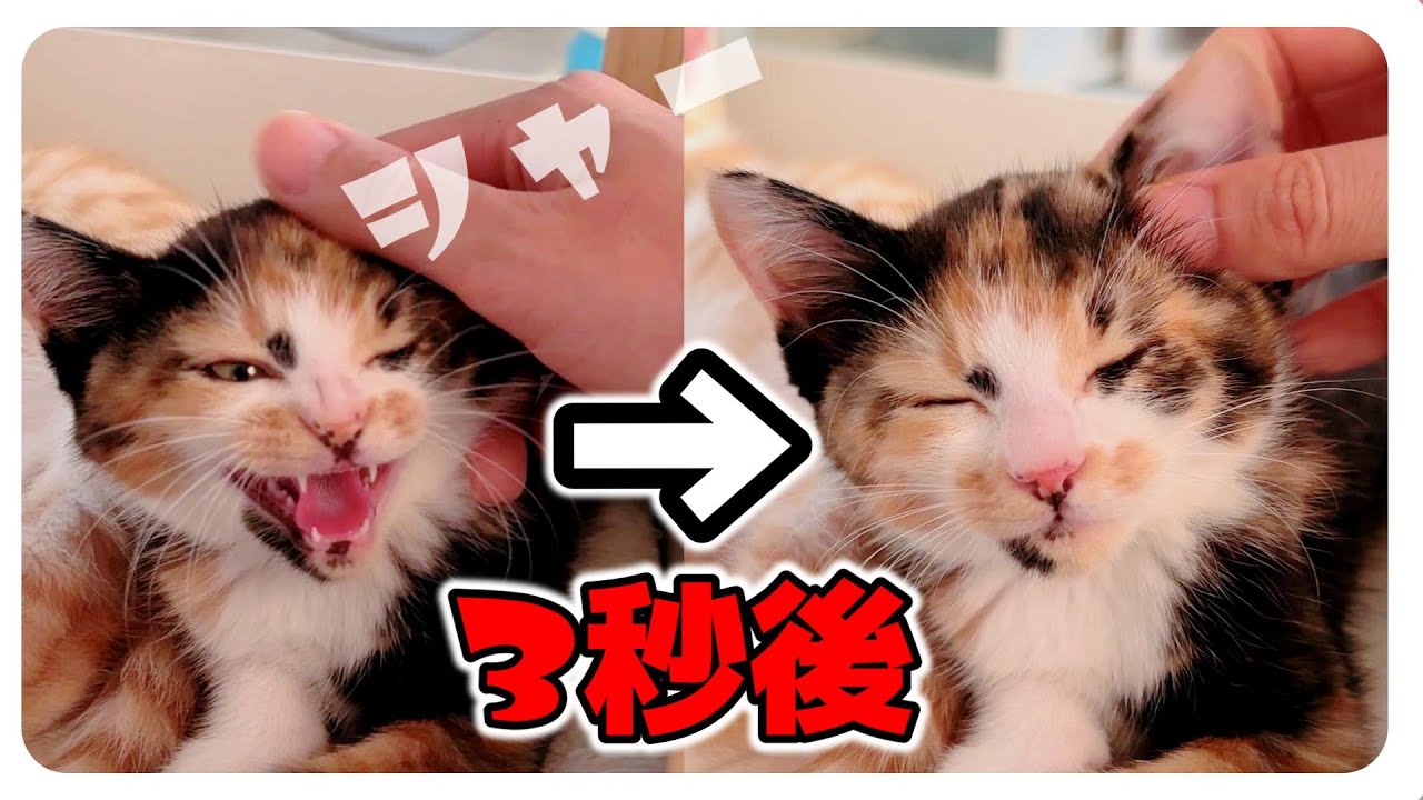 【子猫】なでなで～シャーシャーからのふむふん・・・かわいい【保護猫生活31日目】