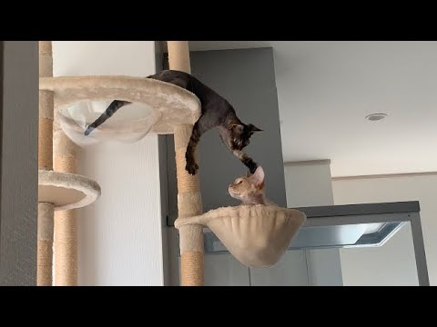 デボンレックス弟は兄にちょっかい出したくて仕方ありません(Devon Rex kitten wants to interfere with his brother)
