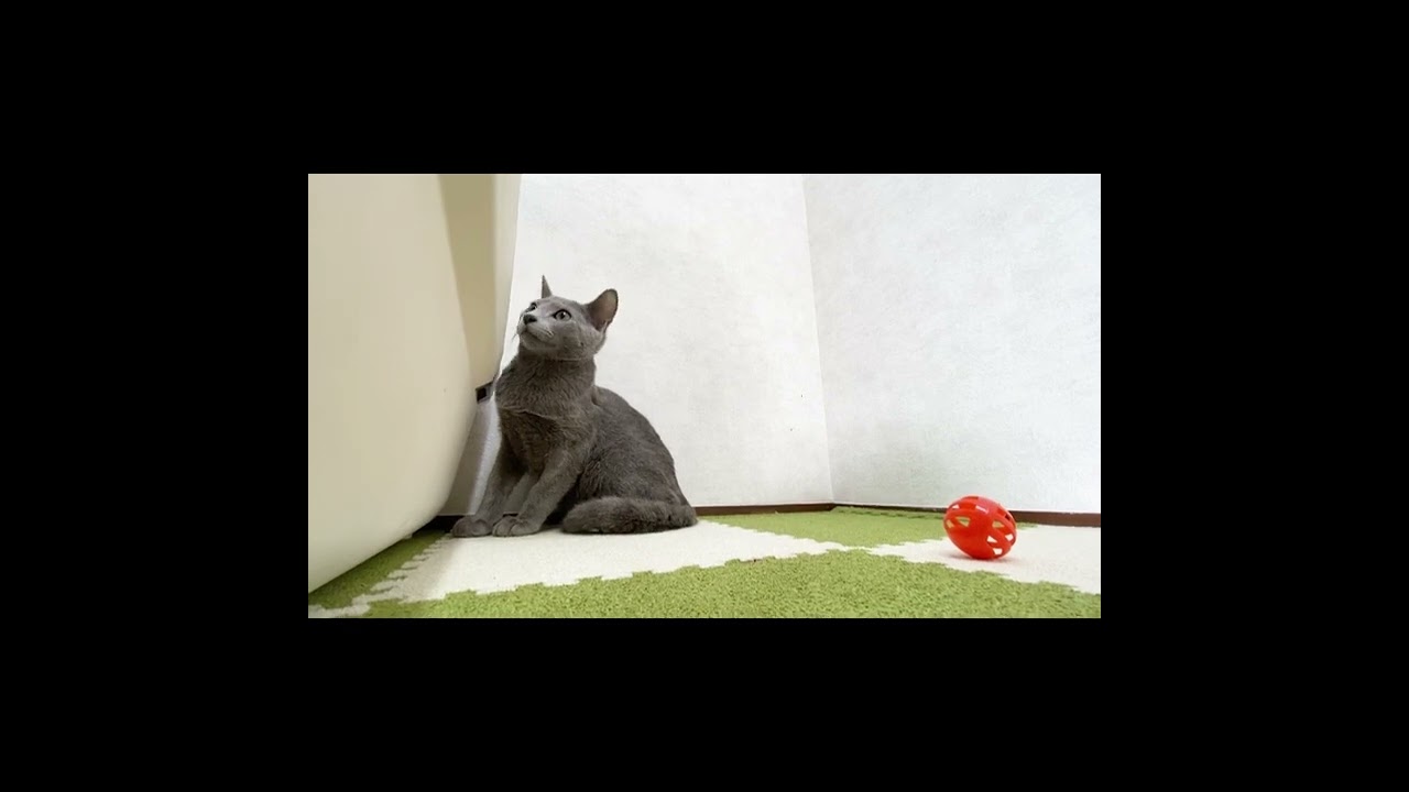 ロシアンブルー ブルーの男の子。