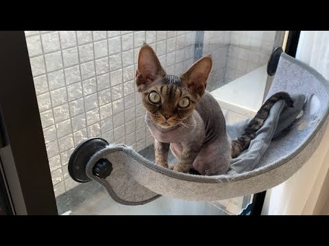 デボンレックス子猫が窓ハンモックで暇そうにしています(Devon Rex kitten looks bored in his favorite hammock)