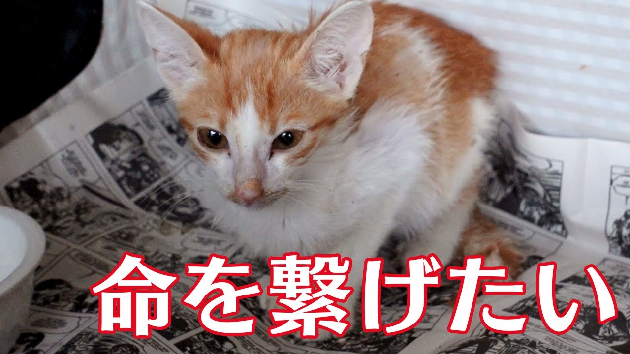 保護した子猫　衰弱が・・・全力で命を救いたい