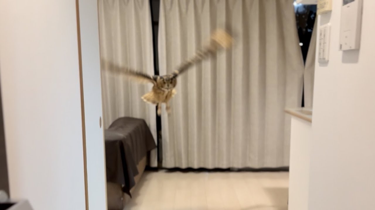 #822 器用に飛ぶフクロウ Dexterous Flying Owl【ベンガルワシミミズク】