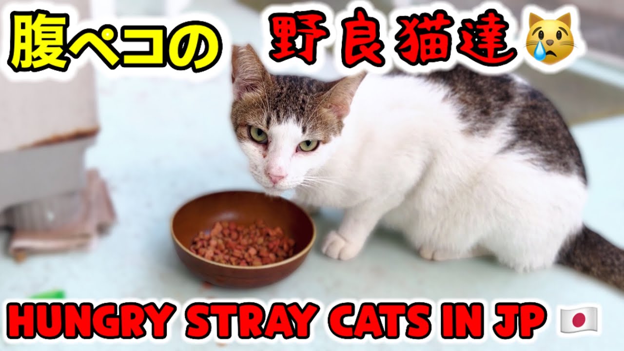 腹ペコの野良猫達に餌を与えますPart 2 【沖縄で野良猫保護活動】【猫の里親募集中】