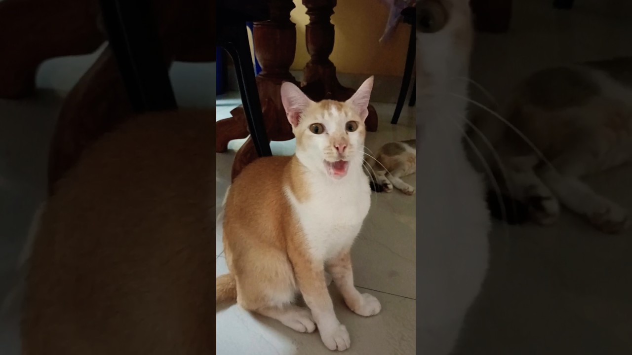 Na bola kotha #shortsvideo#like #catshorts #animals