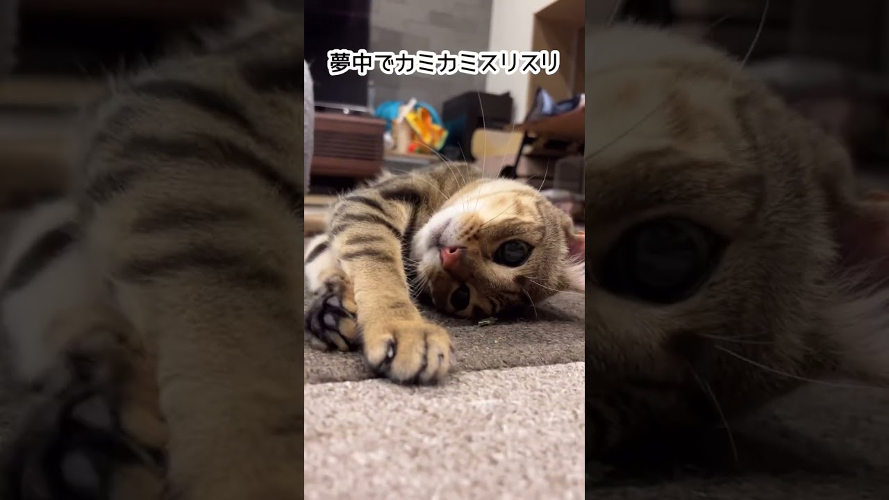 【ベンガル×シンガプーラ】キャットニップを知ってしまった猫の末路【＃shorts】