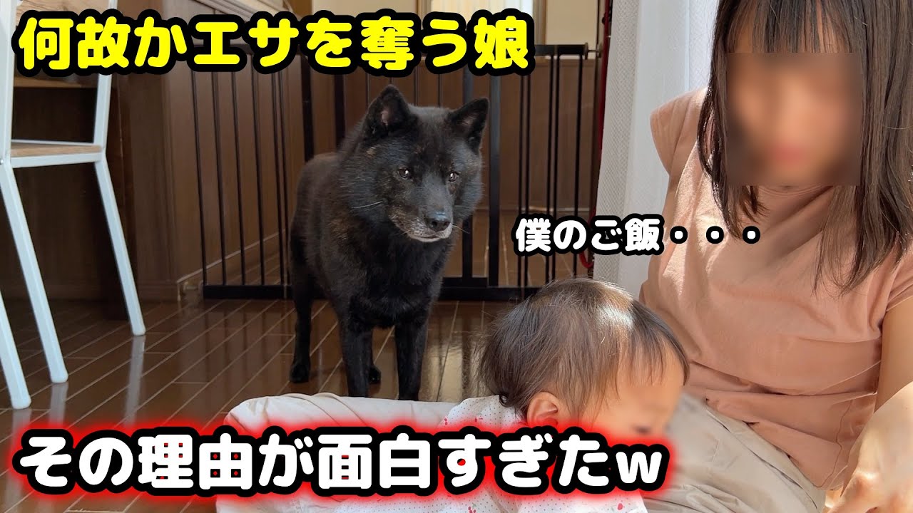 娘が愛犬のエサを奪った理由が面白すぎたw【甲斐犬】