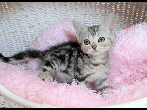 ☆中山店☆アメリカンショートヘアー☆女の子☆シルバータビー☆5/24生まれ☆