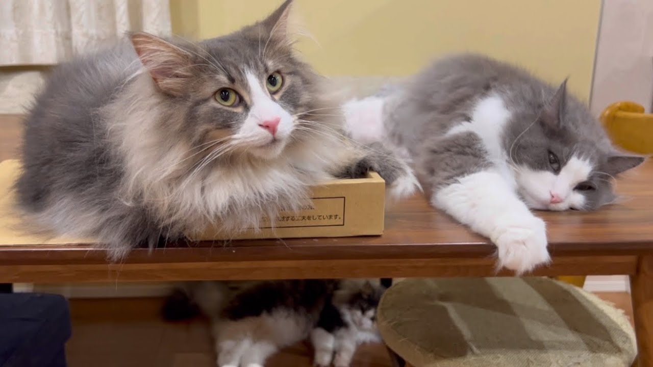 【バトル】怒る猫vs遊んでくれて嬉しい猫wwwノルウェージャンフォレストキャットのバトル