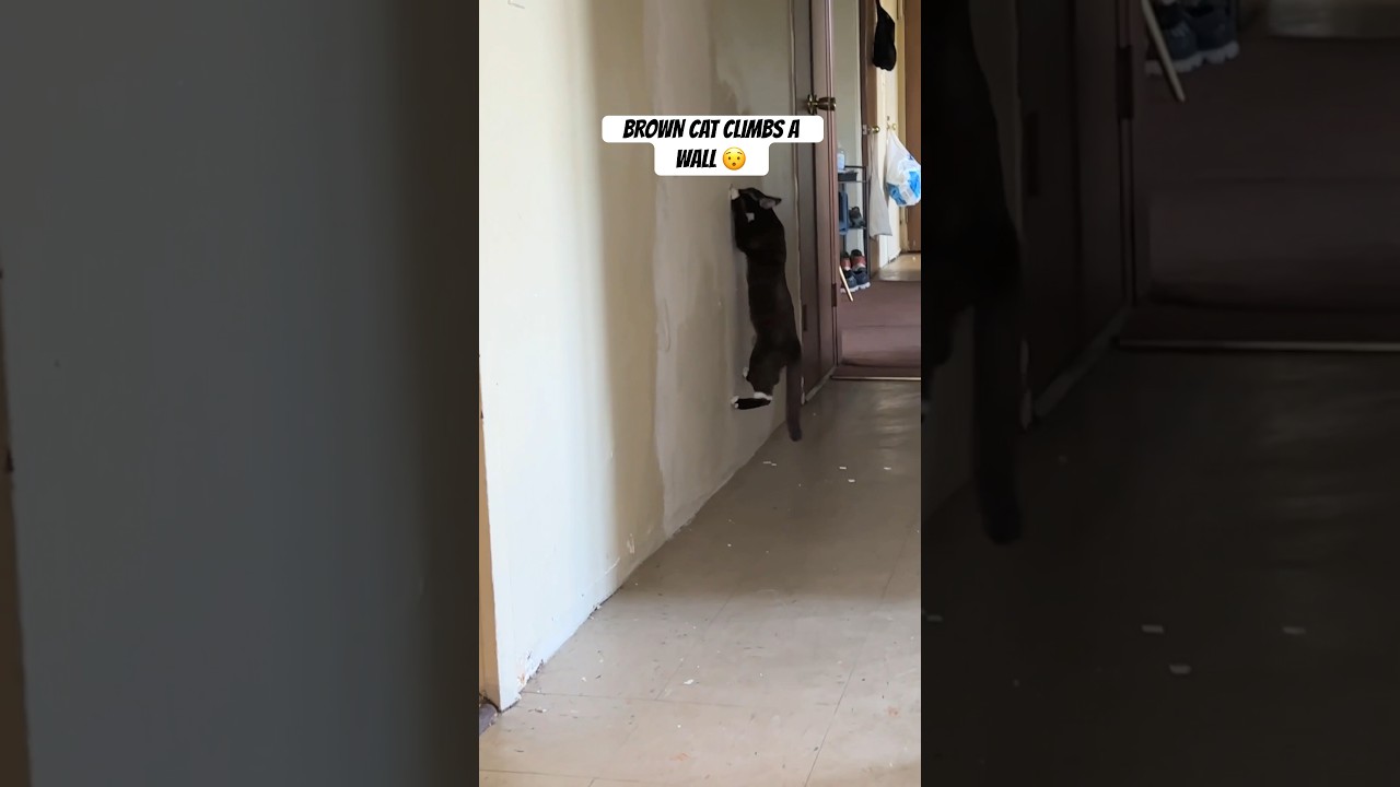 Brown cat climbs a wall 😯 #browncat #cat #tuxedocat #catlife #tuxedocats #cats #funny
