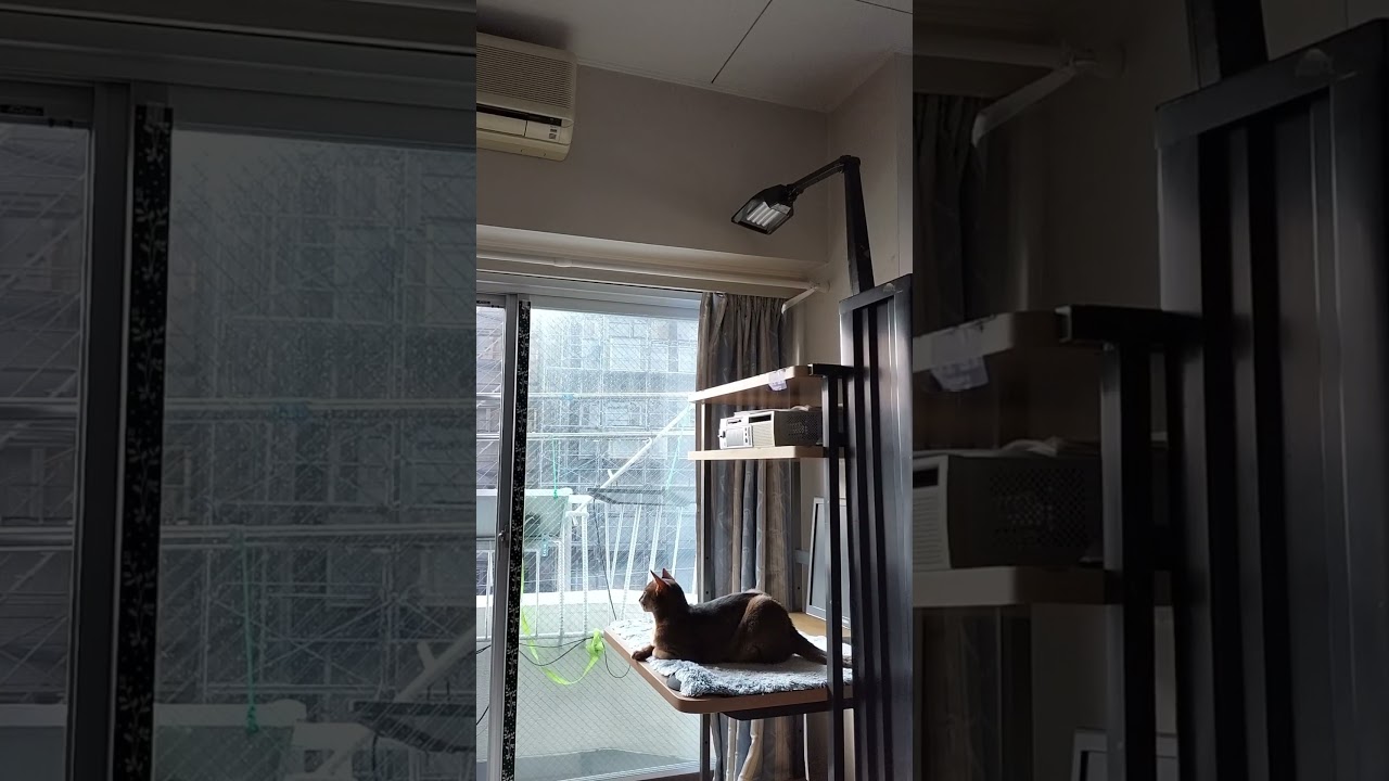 ネコ動画あび＃1855　#shorts　あびの毎日　アビシニアン　あび