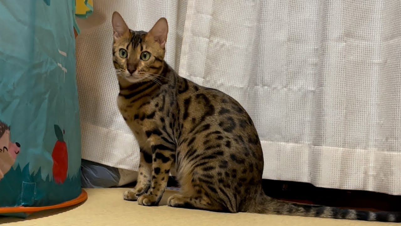 【癒し動画】呼んだら来るベンガルヤマネコが可愛すぎた（ベンガル猫とアビシニアン）Pretty cat clips #shorts