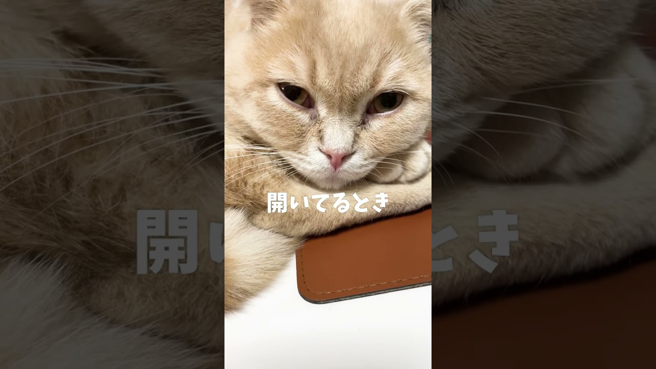 目を閉じると目が小さくなる子猫【スコティッシュフォールド】#shorts #かわいい #子猫
