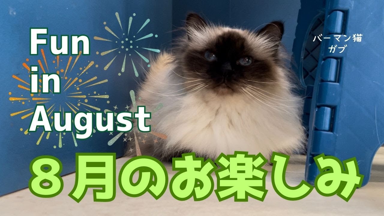 バーマン猫ガブ【８月のお楽しみ】Fun in August（バーマン猫）Birman/Cat