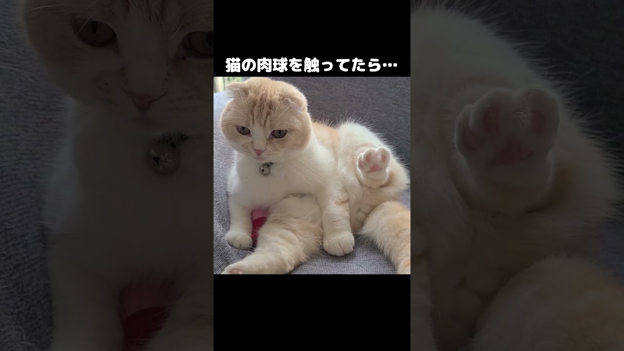 猫の肉球を触ってたらこうなった...#shorts