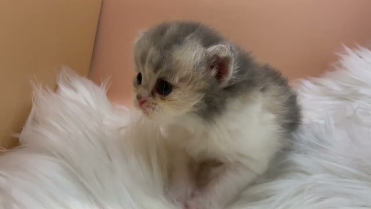 ラガマフィン 【ダイリュートキャリコ】癒し顔のラガ姉妹😍