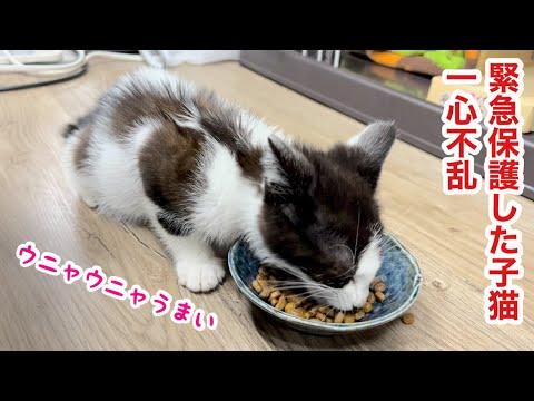 【緊急保護した子猫】喋りながら食べる！初めてのおもちゃにびっくり！