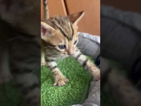 ベンガル グラデーションが綺麗に出てきます😊 ブラウンスポテッドタビー(ロゼット)（ブラウン）