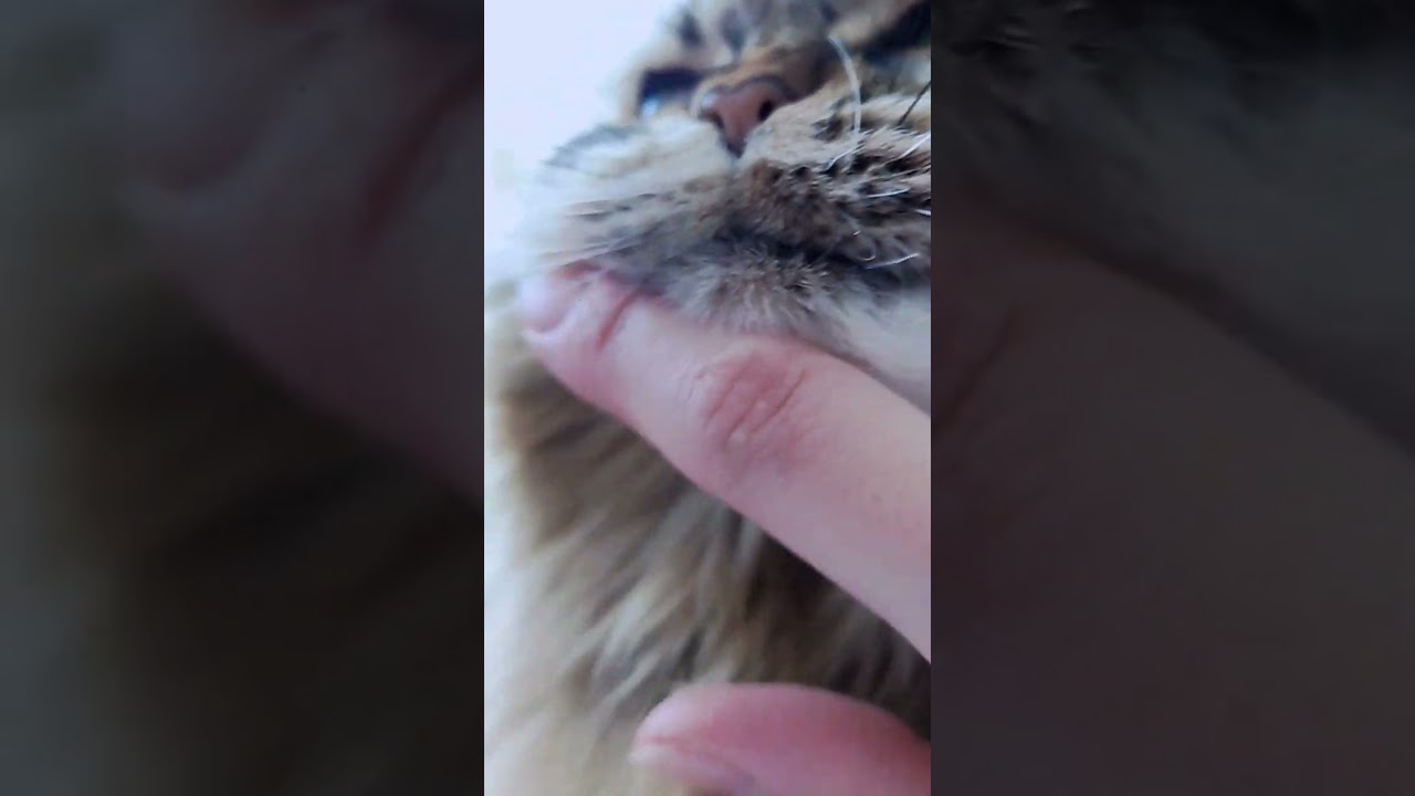 ちょっとお口ゆるい？🤔　 #ショート #猫 #アメリカンカール #cat