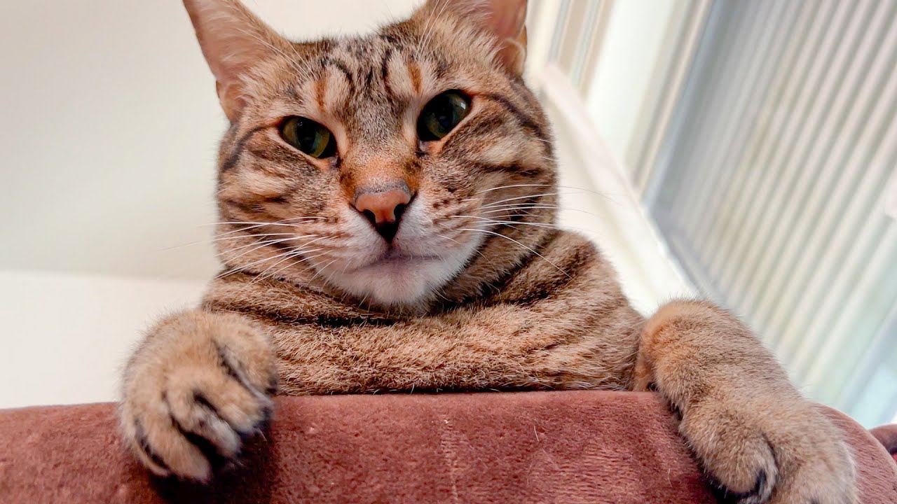 朝起きたらとんでもない顔した猫に顔を覗かれていました