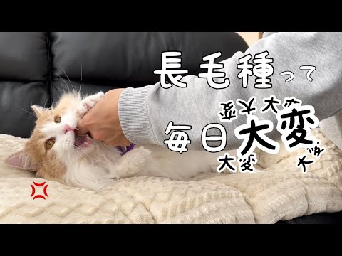 長毛種がこんなに大変なんて知らなかった！猫も人もみんな大変w【大型猫ノルウェージャン】
