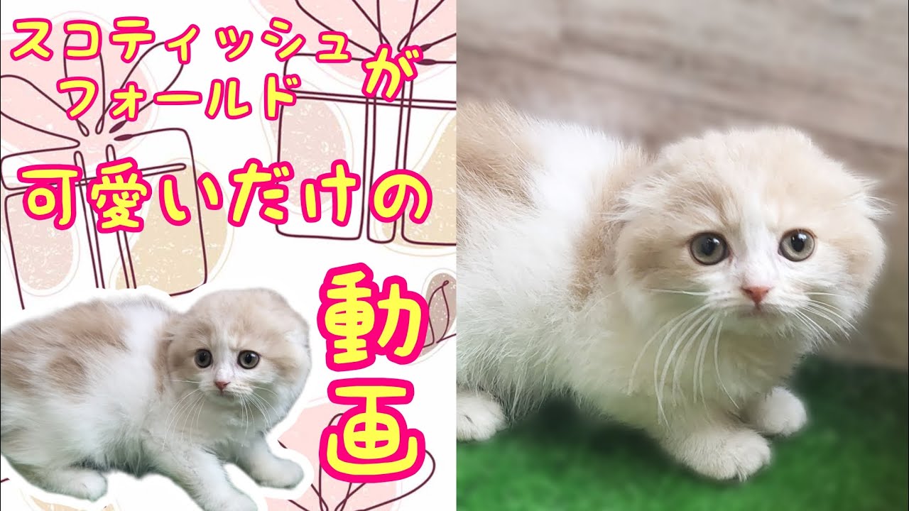 スコティッシュフォールド・子猫【川崎小田栄店】