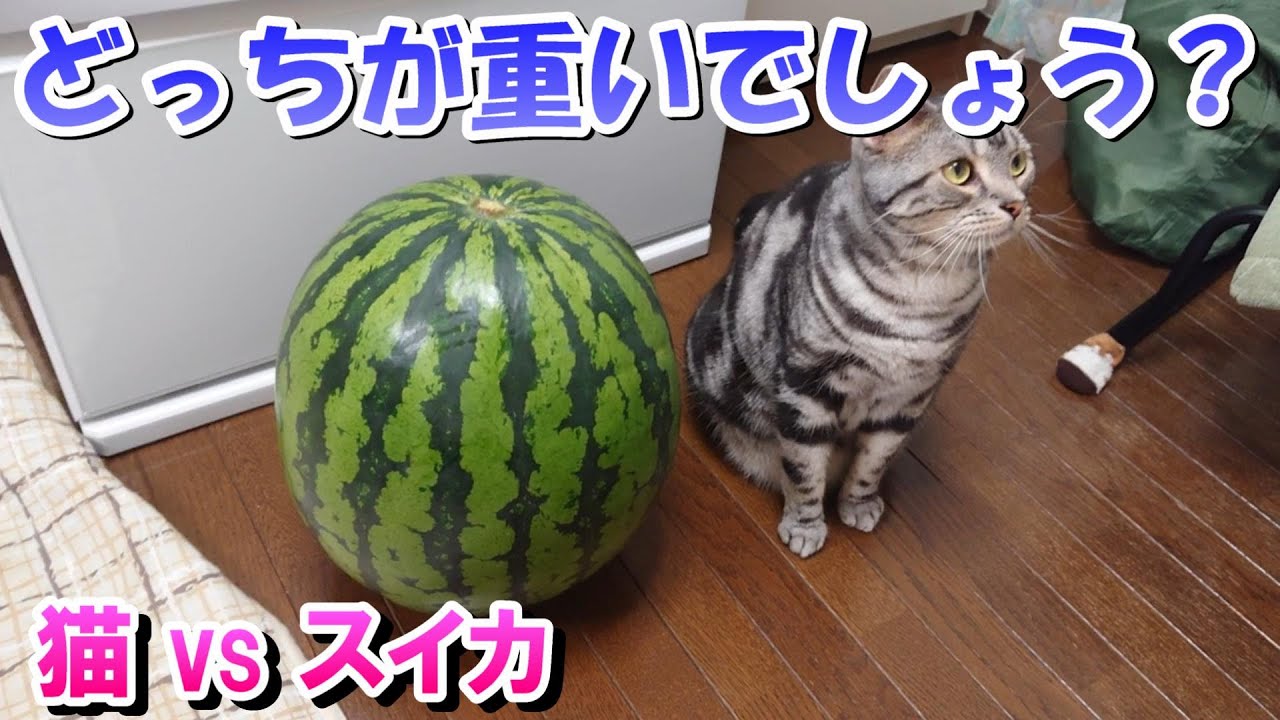 猫とスイカどっちが重いでしょう～？７月（アメリカンショートヘア）