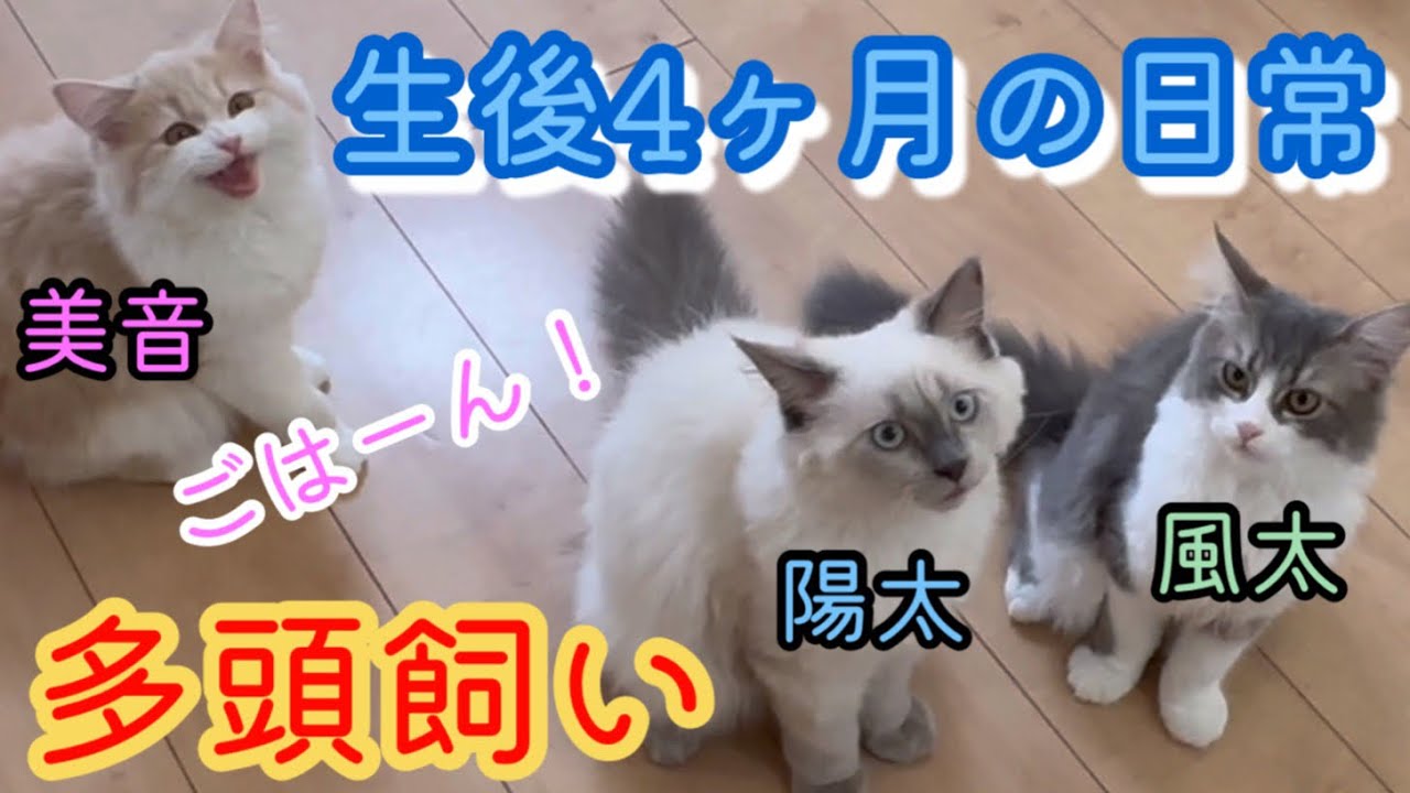 ご飯の時だけ声が変になる子猫　サイベリアンの日常　日記　kitten cat siberian