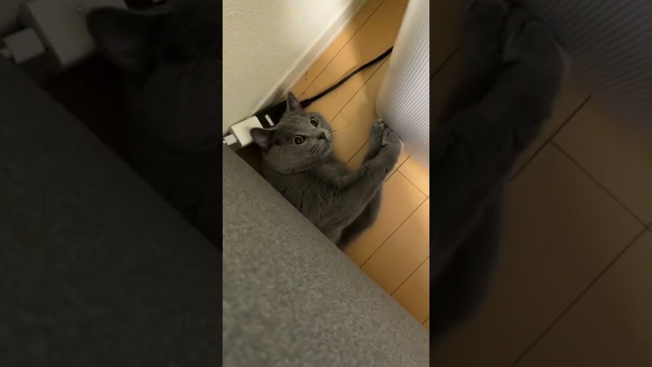 [シャルトリュー]ソファの下からこんにちはわw  #cat #シャルトリュー #猫 #chartreux