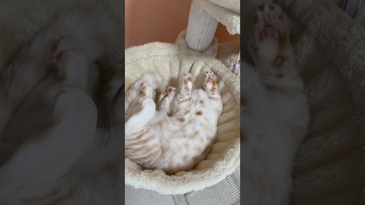 なんの夢見てるの？ #猫 #マンチカン #短足マンチカン #子猫 #cat #munchkin #shorts