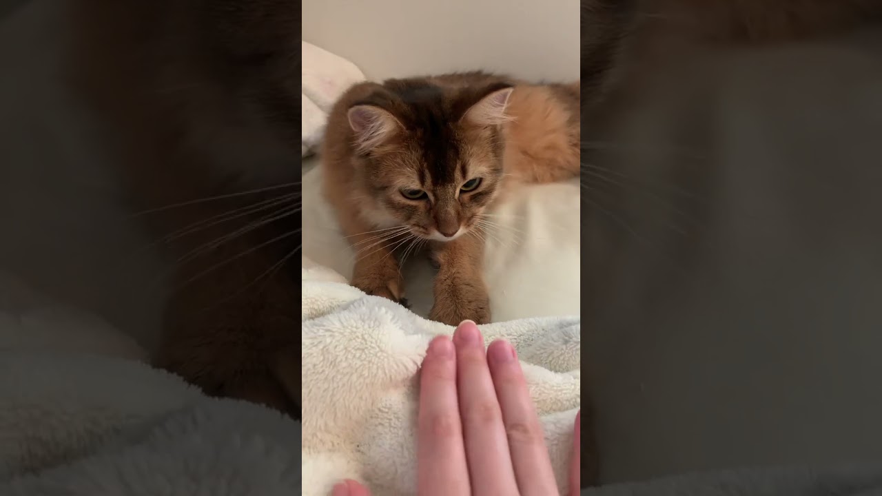 指ちょっとかじられた #ソマリ #しっぽ吸い #いやしねこ