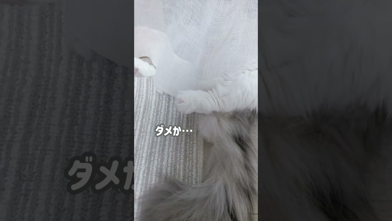 カーテンから片足だけ！！猫。【ノルウェージャンフォレストキャット】＃Shorts