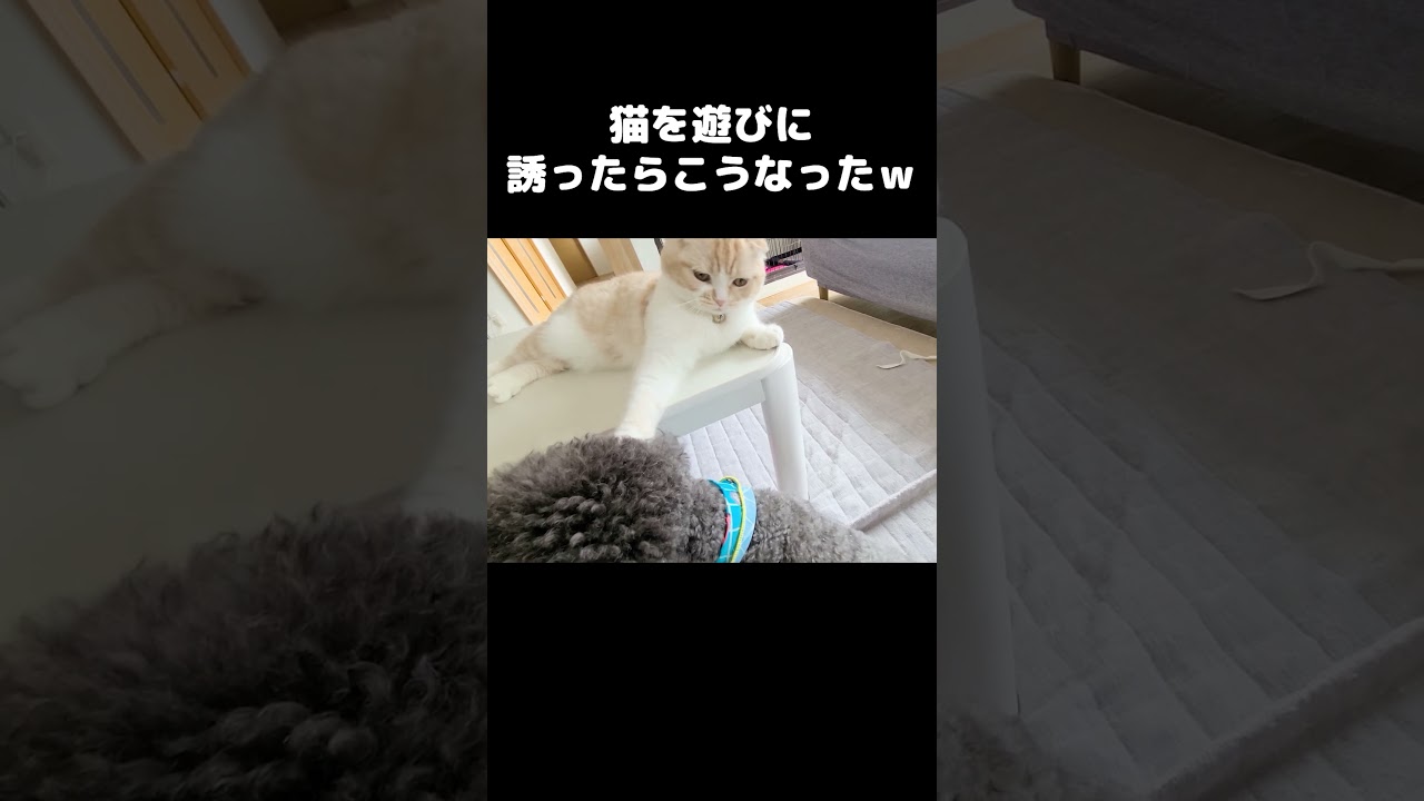 猫を遊びに誘ったらこうなった...笑#shorts