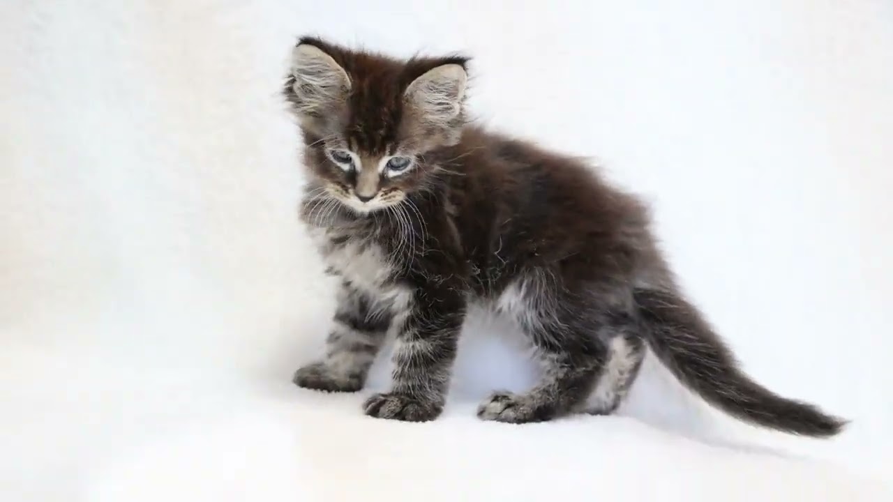 メインクーン 輝く被毛気品あるブラウンマッカレルタビー（ロングヘア）の男の子です。