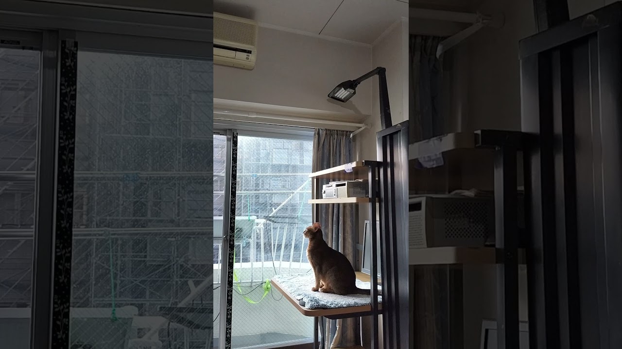 ネコ動画あび＃1853　#shorts　あびの毎日　アビシニアン　あび